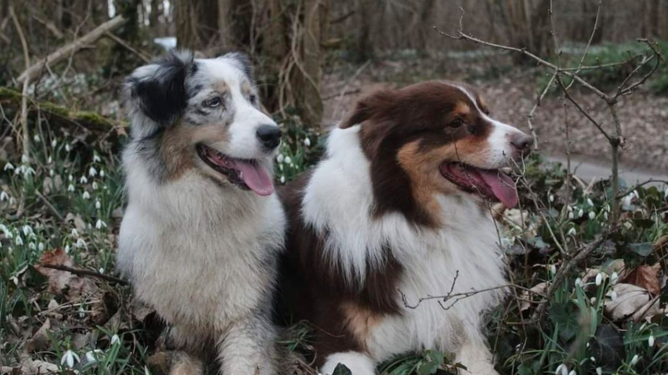 Deux bergers australiens, bleu merle et rouge tricolore, couchés dans un sous-bois de perce-neige