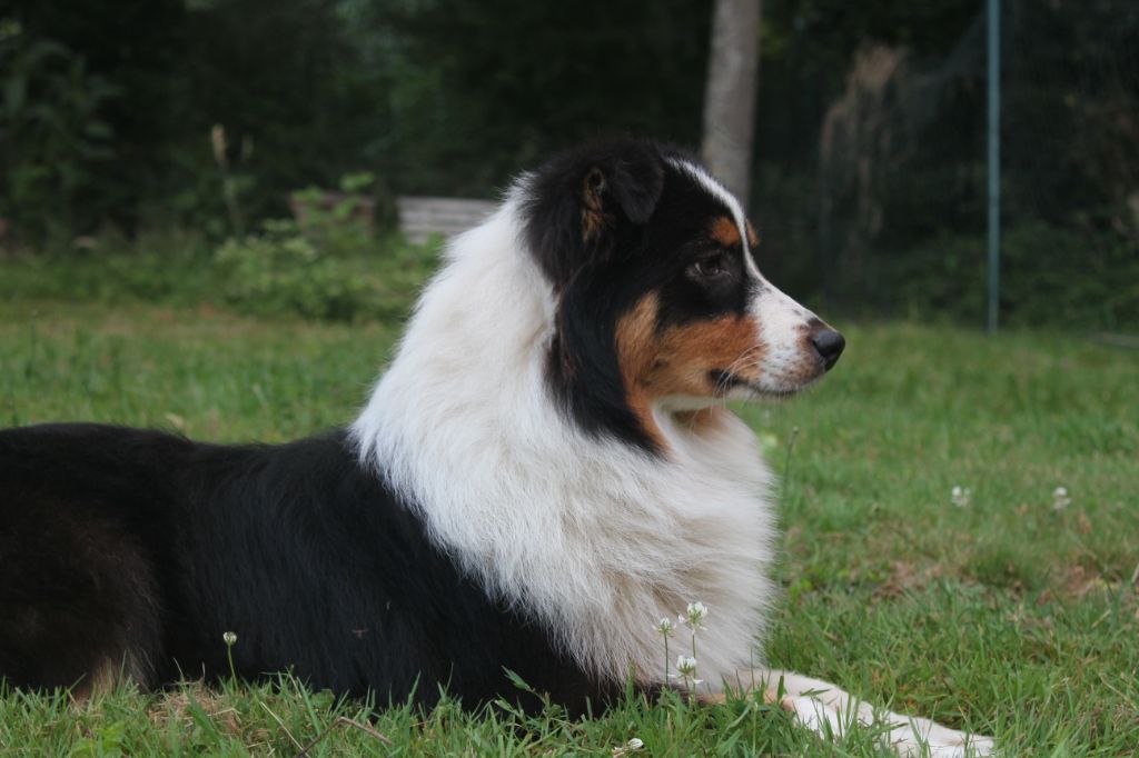 New Black Pearl, bergère australienne noir tricolore, couchée dans l’herbe, tête de profil