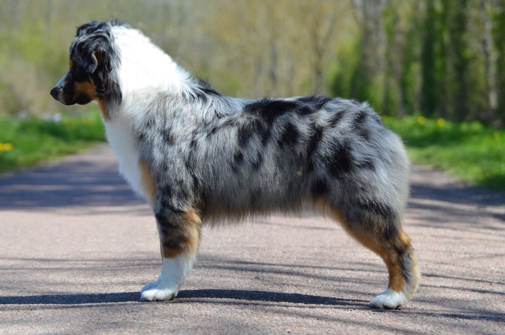 Reine de Cœur, bergère australienne bleu merle, présentée de profil sur une route bordée d’arbres