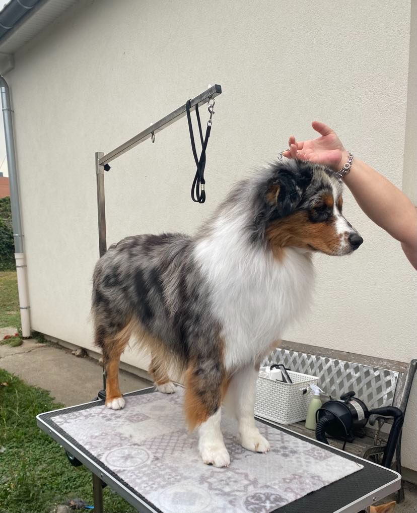 Tkyo, jeune berger australien bleu merle, debout sur une table de toilettage sous la main de son éleveuse
