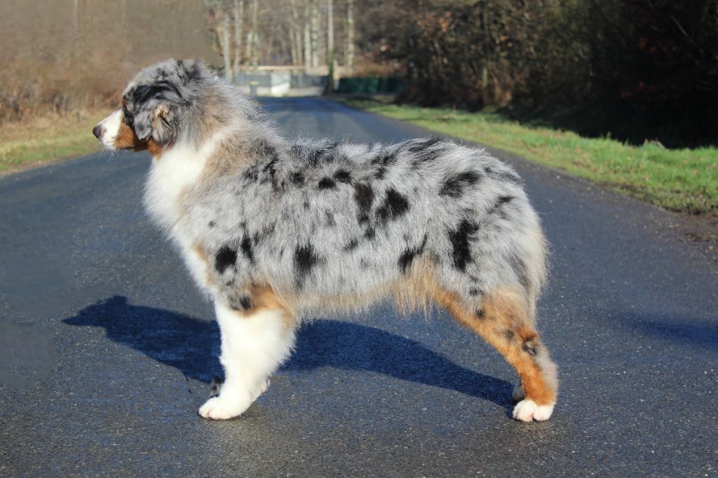 Vie avec Succès, berger australien bleu merle, de profil au soleil d’hiver